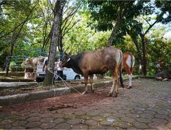 UNAND Hidupkan Lagi Tradisi Kurban, 43 Sapi Disalurkan hingga Mentawai dan Wilayah Bencana