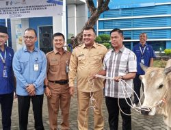 Perumda AM Padang Berbagi, Tebar 85 Hewan Kurban ke Masyarakat