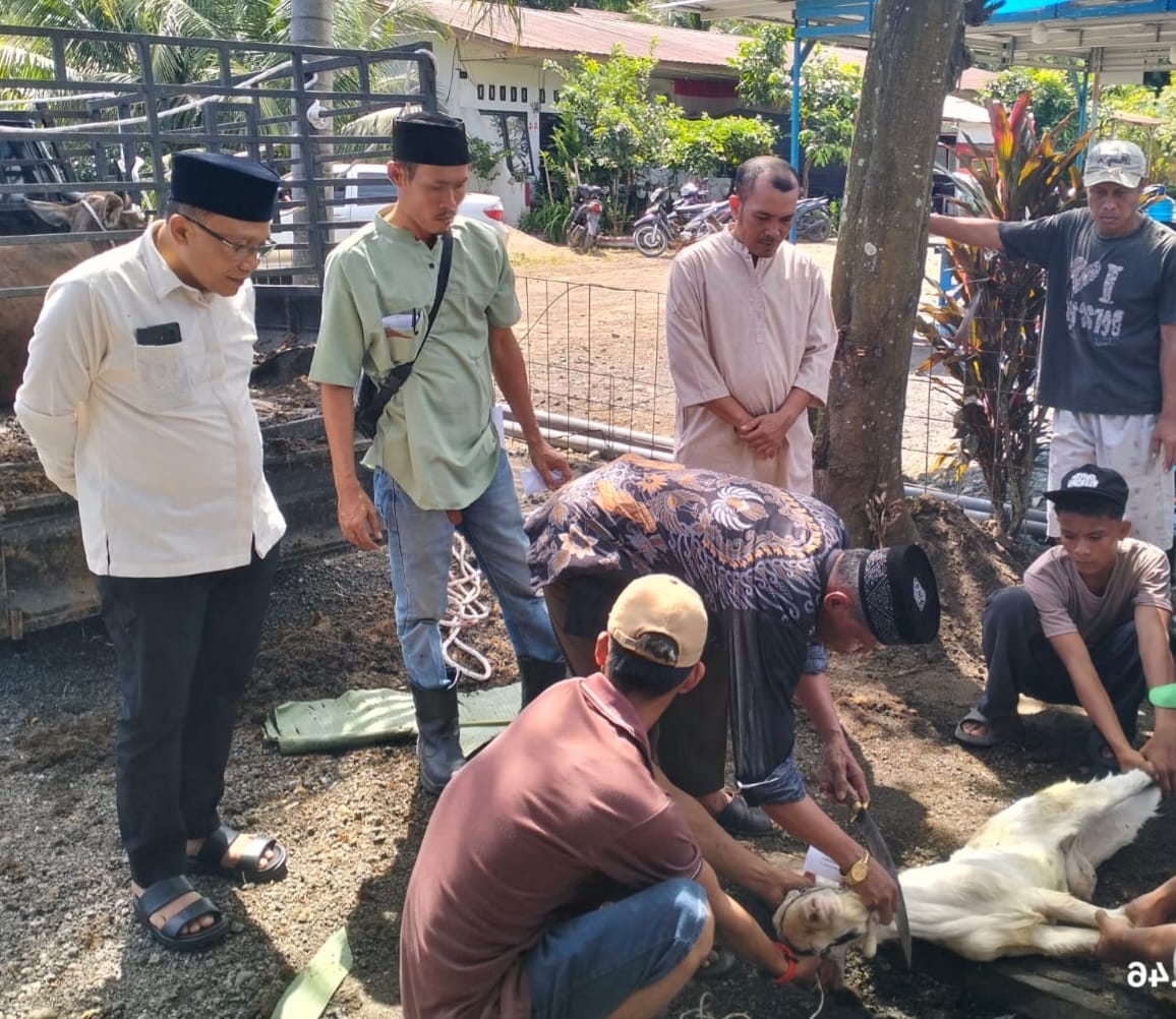 Proses pemotongan hewan kurban dari PT. Rimbo Panjang Sumber Makmur (RPSM) kepada masyarakat sekitar, Rabu (27/05/2026).