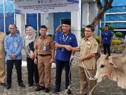 Perumda AM Padang Tebar 55 Ekor Sapi Kurban