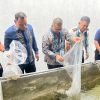 Sumbangan dari Mardiansyah, S.Kom, Kakanwil Ditjenpas Sumbar Tebar 5.000 Bibit Ikan di Rupajang