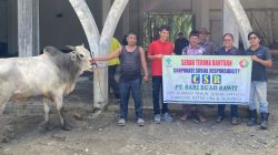 Penyaluran Sapi Kurban dari PT. Sari Buah Sawit (SBS) kepada masyarakat menyambut Hari Raya Iduladha 1447 Hijriah, Selasa (26/05/2026).