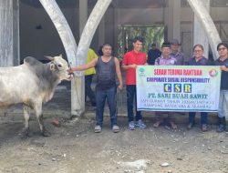 PT. Sari Buah Sawit Salurkan Tiga Ekor Sapi Kurban