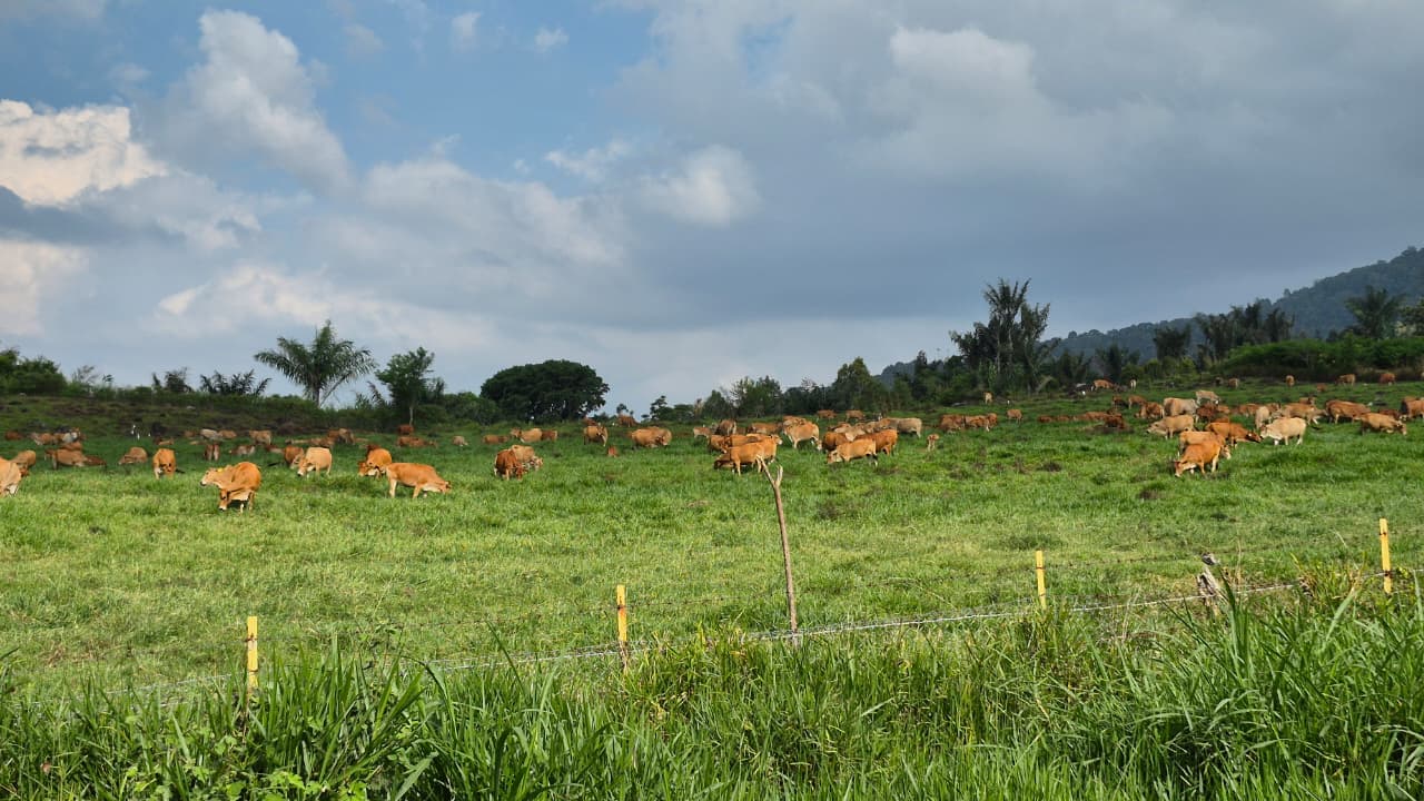Sapi berkembang dengan baik di BPTUHPT Padang Mengatas, Limapuluh Kota.