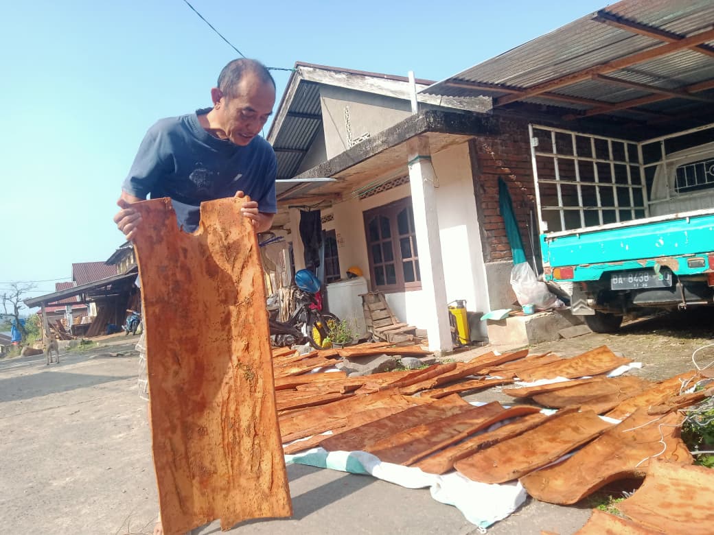 Petani Casievera di Kecamatan Malalak, Kabupaten Agam, sedang menjemur Casiavera. Meskipun harganya tidak lagi menjanjikan dan butuh  pembinaan pihak terkait. 